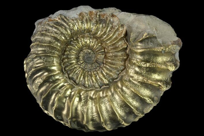 Pyritized (Pleuroceras) Ammonite Fossil - Germany #131126